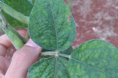 OPTIMASI METODE DALAM DETEKSI SOYBEAN MOSAIC VIRUS DENGAN TEKNIK RT-PCR PADA TANAMAN KEDELAI