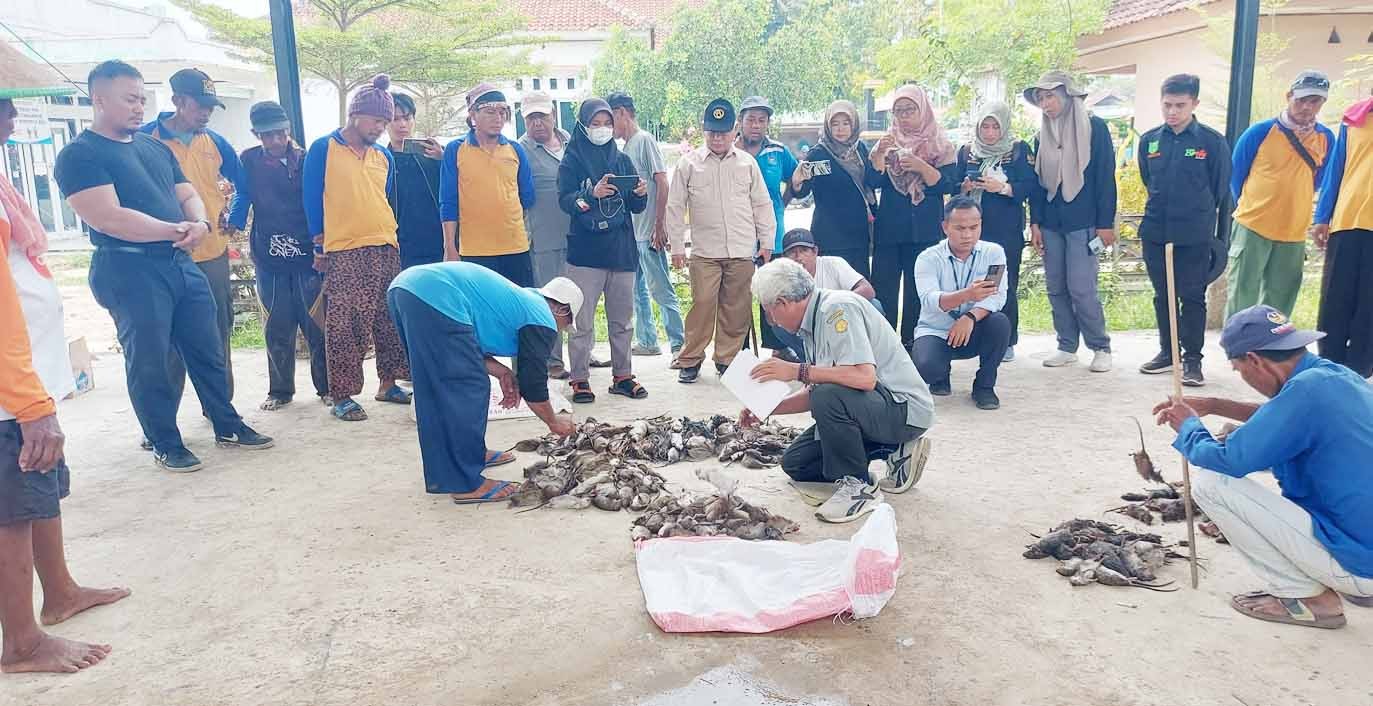 TUJU SWASEMBADA, KEMENTERIAN PERTANIAN ADAKAN BIMBINGAN TEKNIS PENGENDALIAN HAMA TIKUS DI KARAWANG