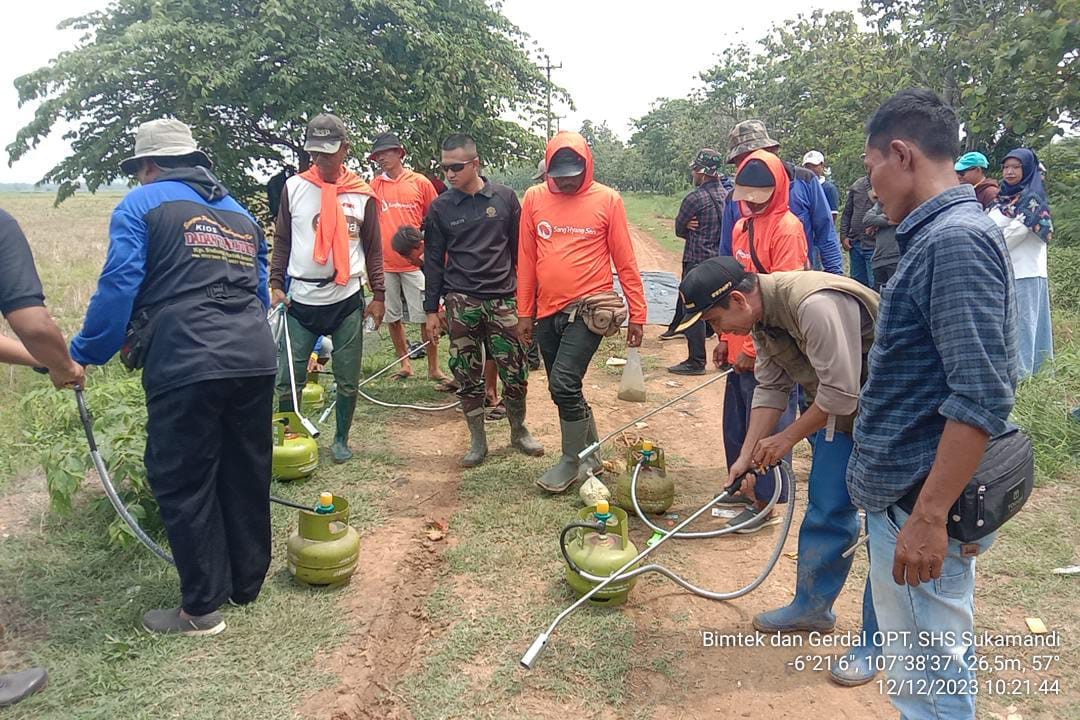 Kawal Peningkatan Produksi Padi, Kementerian Pertanian Lakukan Gerakan Pengendalian Tikus Di Subang