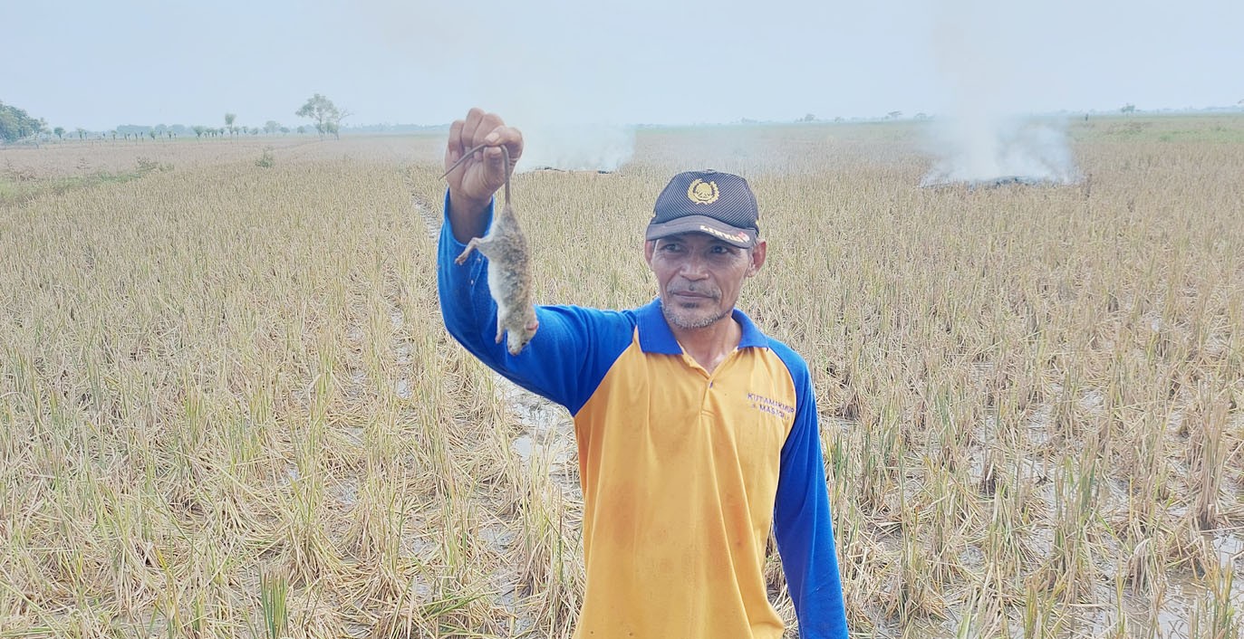 LINDUNGI PROGRAM SWASEMBADA, KEMENTAN GELAR PENGENDALIAN HAMA TIKUS DI KARAWANG