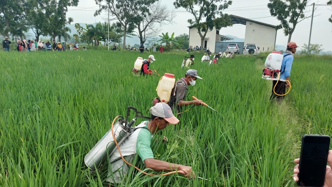 RESPON CEPAT, KEMENTAN ADAKAN GERAKAN PENGENDALIAN DI CIREBON