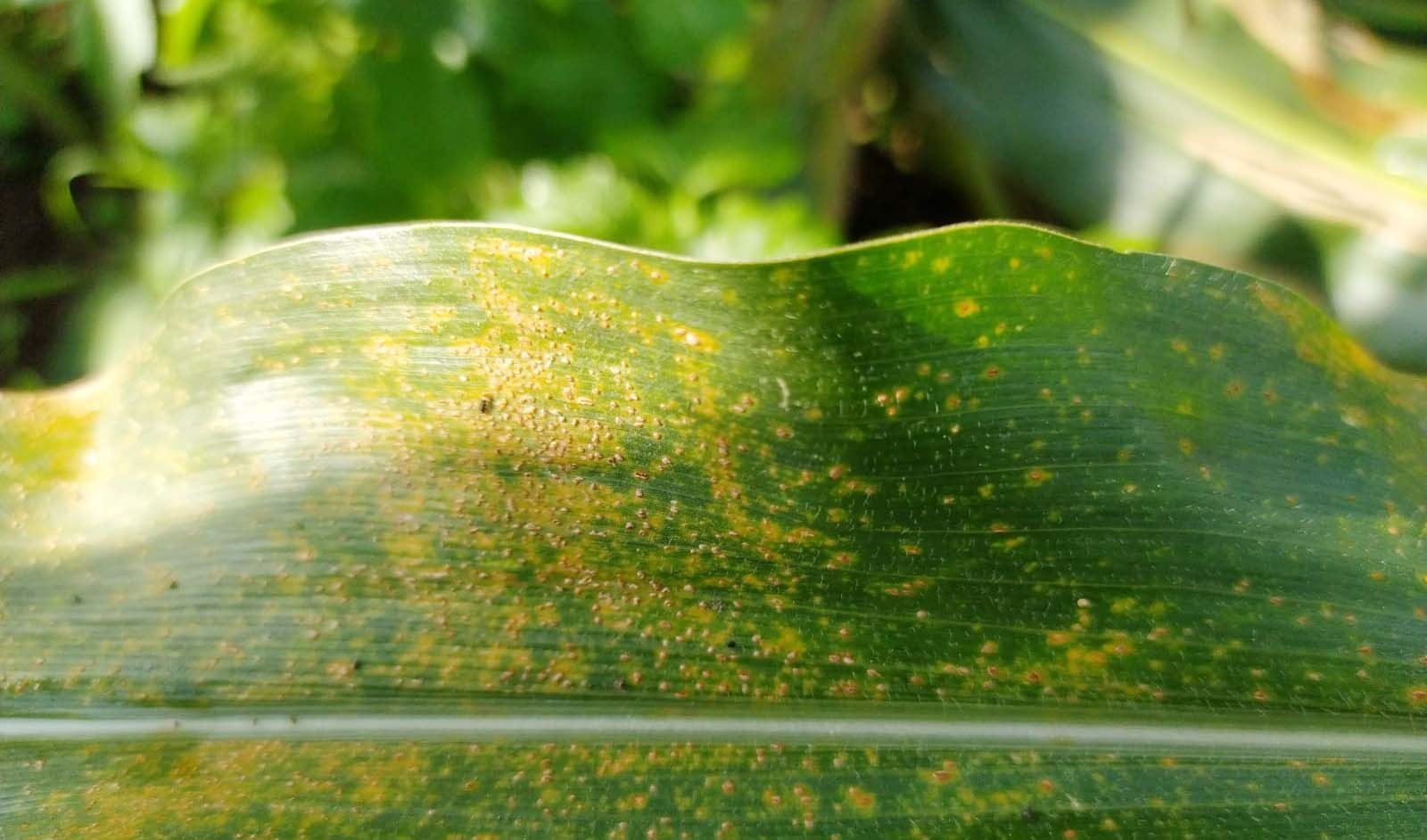 PENYAKIT KARAT DAUN TANAMAN JAGUNG