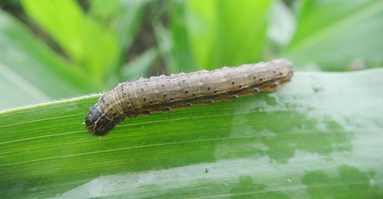 STUDI EFIKASI EKSTRAK DAUN MIMBA UNTUK MENGENDALIKAN ULAT GRAYAK Spodoptera frugiperda