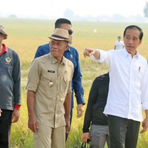 Presiden Jokowi Apresiasi Hasil Panen Raya di Subang Meski di Tengah El Nino