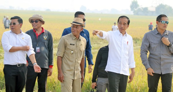 Presiden Jokowi Apresiasi Hasil Panen Raya di Subang Meski di Tengah El Nino