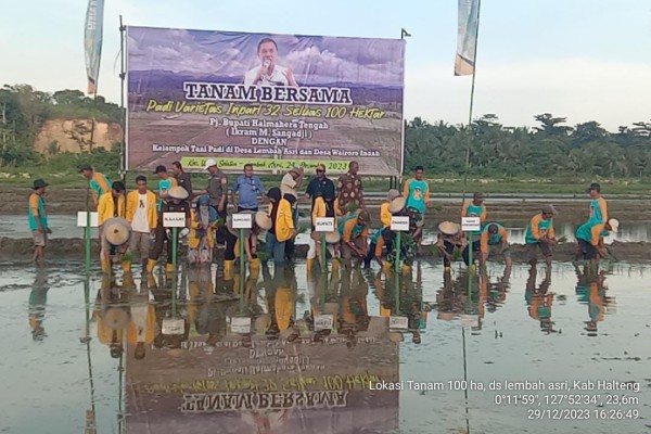Kementan Bersama Pemerintah Halmahera Tengah Tanam Padi Bersama Petani, Upayakan Swasembada Pangan